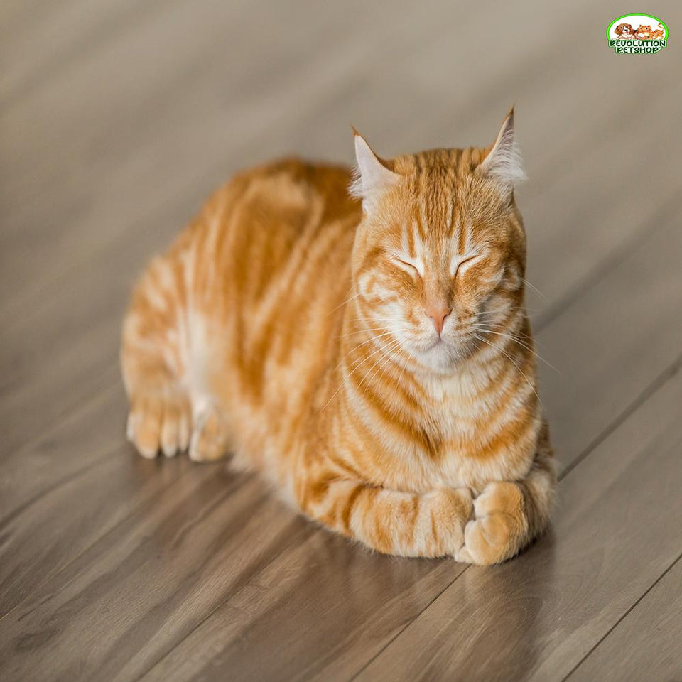 GATTO