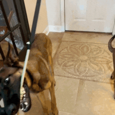 Cani giocano con elastico da tiro Bobby's