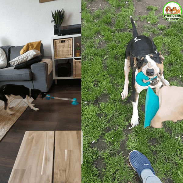PALLINA GIOCO CON VENTOSA BALLDOG™