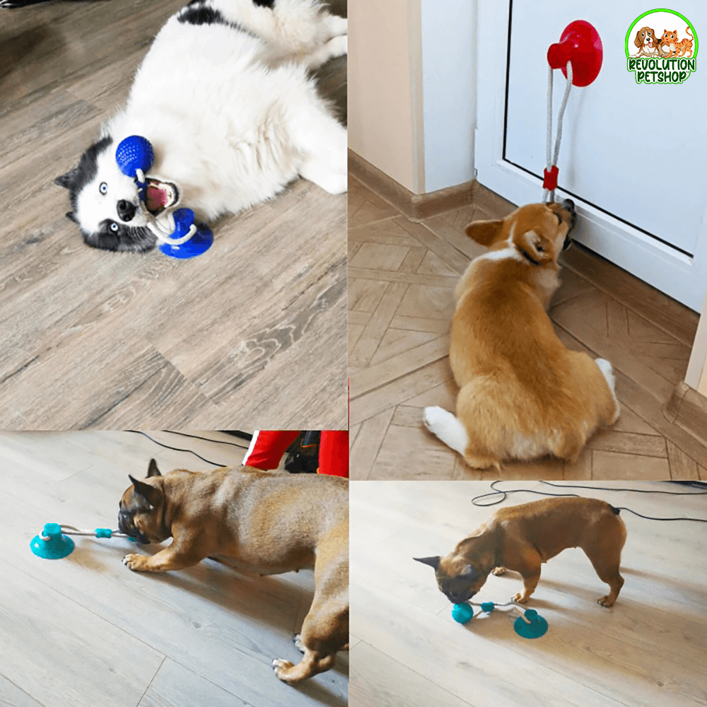 PALLINA GIOCO CON VENTOSA BALLDOG™