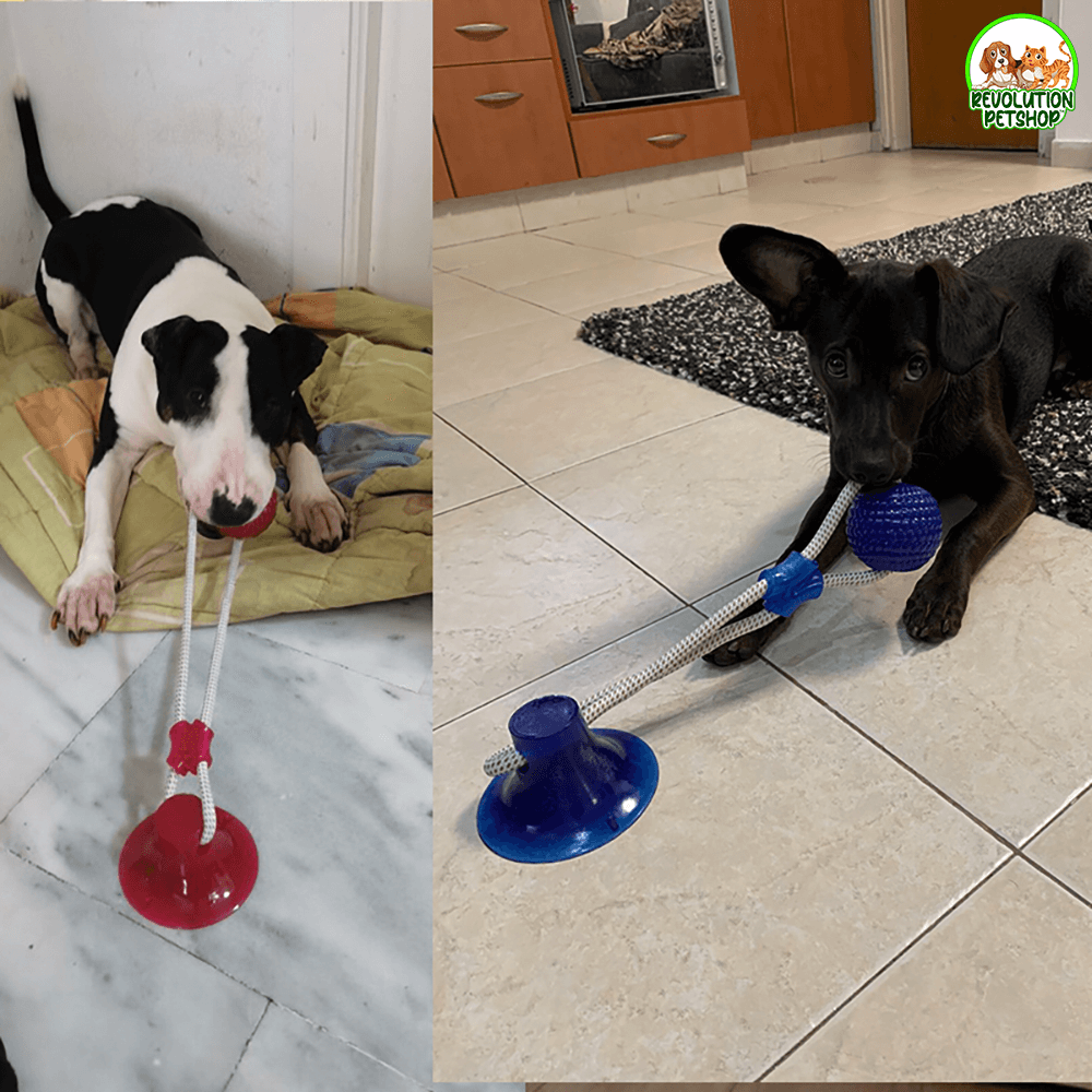 PALLINA GIOCO CON VENTOSA BALLDOG™